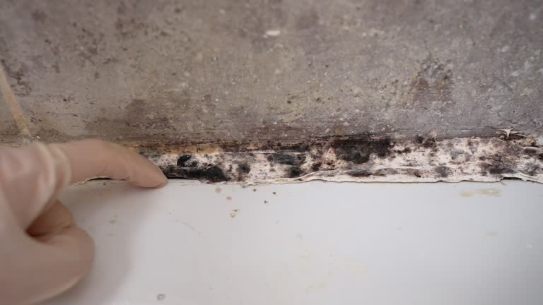 Best Air Quality Testing for Mold Spores  in Marbury, AL